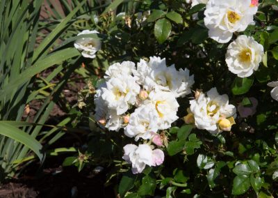 Old fashioned white roses in landscaping and planting in Maryland by Frederick Landscaping