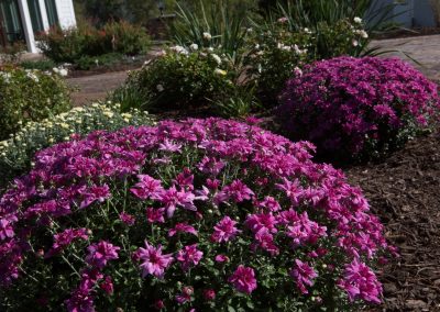 Colorful mums in landscaping and planting in Maryland by Frederick Landscaping